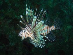 lionfish bahamas !!!!!! by Steve Laycock 
